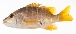 Image result for Lutjanus apodus