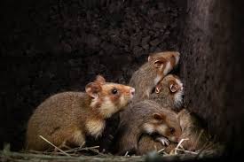 Afbeeldingsresultaat voor hamsters