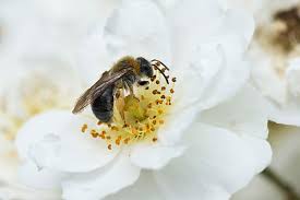 Attēlu rezultāti vaicājumam “Andrena haemorrhoa female”