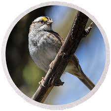 Image result for Zonotrichia albicollis