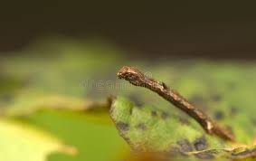 Attēlu rezultāti vaicājumam “Nymphalis xanthomelas pupa”