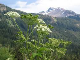 Attēlu rezultāti vaicājumam “Heracleum”