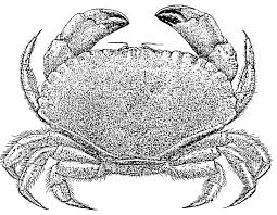 Image result for Cancer pagurus