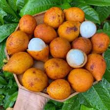 Attēlu rezultāti vaicājumam “Betula humilis fruit”