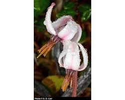 Attēlu rezultāti vaicājumam “Oxycoccus microcarpus”