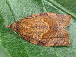 Attēlu rezultāti vaicājumam “Pandemis heparana”