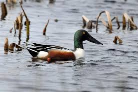 Attēlu rezultāti vaicājumam “Anas clypeata”