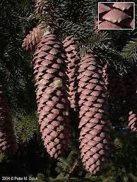 Attēlu rezultāti vaicājumam “Picea abies fruit”