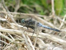 Attēlu rezultāti vaicājumam “Orthetrum cancellatum”