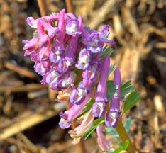 Attēlu rezultāti vaicājumam “Corydalis solida flower”