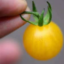 Afbeeldingsresultaat voor broad ripple yellow currant tomato