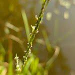 Attēlu rezultāti vaicājumam “Glyceria fluitans fruit”