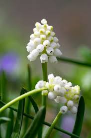 Attēlu rezultāti vaicājumam “Muscari armeniacum flower”
