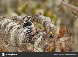 Attēlu rezultāti vaicājumam “Dendrocopos leucotos female”