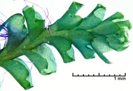 Attēlu rezultāti vaicājumam “Tritomaria”
