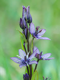 Attēlu rezultāti vaicājumam “Swertia perennis leaf”