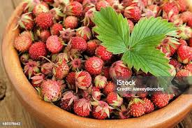 Attēlu rezultāti vaicājumam “Fragaria viridis fruit”