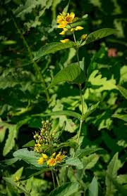 Attēlu rezultāti vaicājumam “Lysimachia vulgaris fruit”