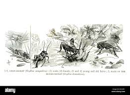 Attēlu rezultāti vaicājumam “Gryllus domesticus”