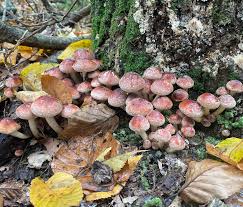 Attēlu rezultāti vaicājumam “Hypholoma lateritium”