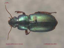 Attēlu rezultāti vaicājumam “Harpalus sp.”