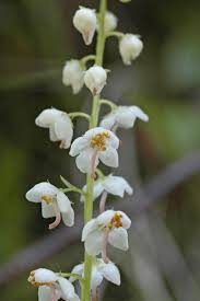 Attēlu rezultāti vaicājumam “Pyrola rotundifolia”