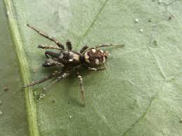 Attēlu rezultāti vaicājumam “Salticus scenicus”