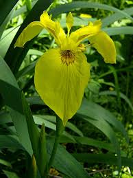 Attēlu rezultāti vaicājumam “Iridaceae”