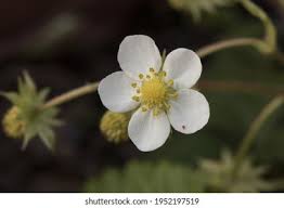 Attēlu rezultāti vaicājumam “Fragaria vesca flower”
