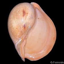 Attēlu rezultāti vaicājumam “Meloe sp. imago”