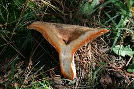 Attēlu rezultāti vaicājumam “Lactarius”