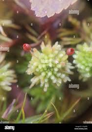 Attēlu rezultāti vaicājumam “Sphagnum wulfianum”