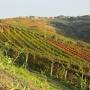 Cantina del Pino Barbaresco Ovello from thewiseolddog.com