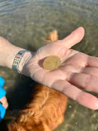 Attēlu rezultāti vaicājumam “Nostoc pruniforme”