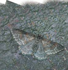 Attēlu rezultāti vaicājumam “Hydrelia sylvata”