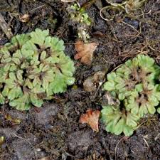 Attēlu rezultāti vaicājumam “Riccia rhenana”