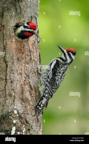 Image result for Sphyrapicus varius