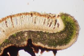 Attēlu rezultāti vaicājumam “Phaeophyscia orbicularis”