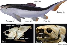 Attēlu rezultāti vaicājumam “Placodermi”