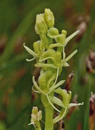 Attēlu rezultāti vaicājumam “Liparis loeselii flower”