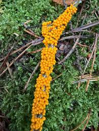 Attēlu rezultāti vaicājumam “Leocarpus fragilis young”