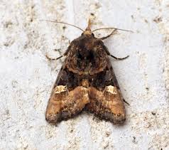 Attēlu rezultāti vaicājumam “Euplexia lucipara”