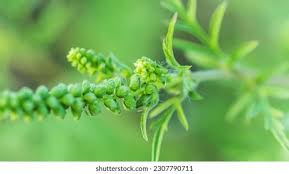 Attēlu rezultāti vaicājumam “Ambrosia artemisiifolia bud”