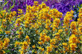 Attēlu rezultāti vaicājumam “Lysimachia vulgaris flower”