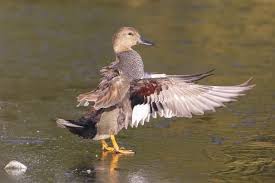 Attēlu rezultāti vaicājumam “Anas strepera”