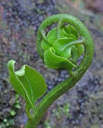 Attēlu rezultāti vaicājumam “Tremellodendropsis tuberosa”