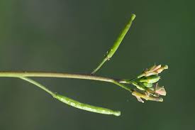 Attēlu rezultāti vaicājumam “Diplotaxis muralis fruit”