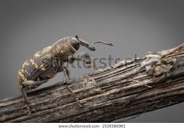 Attēlu rezultāti vaicājumam “Hylobius abietis”