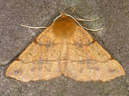 Attēlu rezultāti vaicājumam “Colotois pennaria”