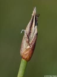 Attēlu rezultāti vaicājumam “Eleocharis quinqueflora flower”